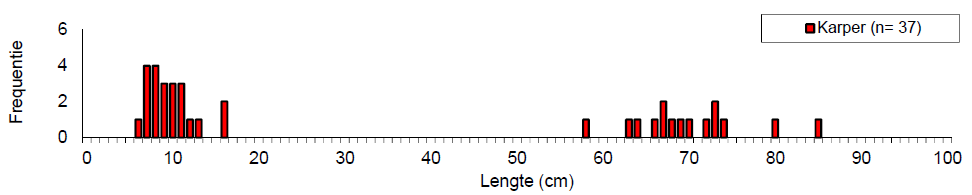 lengte karper vossemvijver